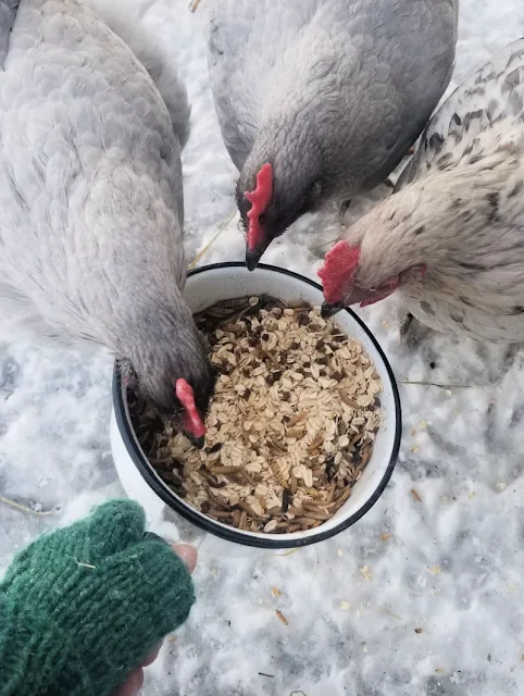 best winter treats for chickens