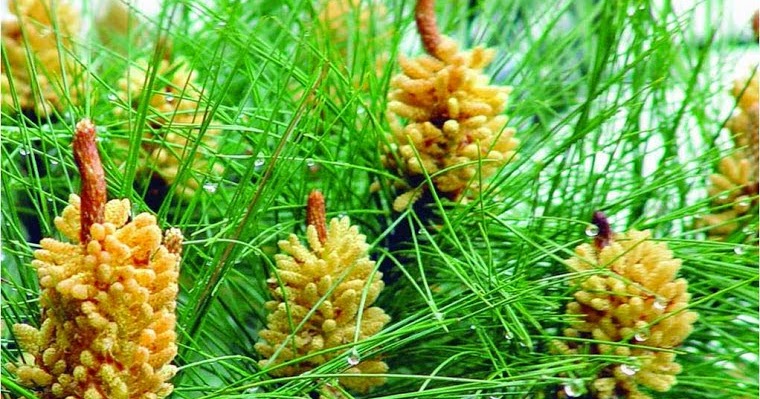 Ubat Kuat untuk Lelaki(Pine Pollen Testosterone Booster 