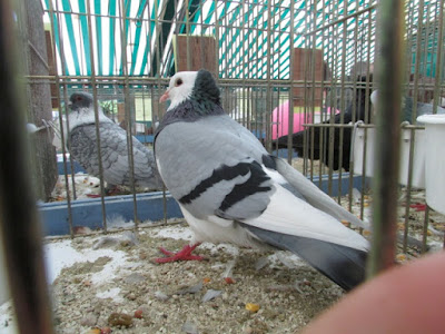 manotte pigeons