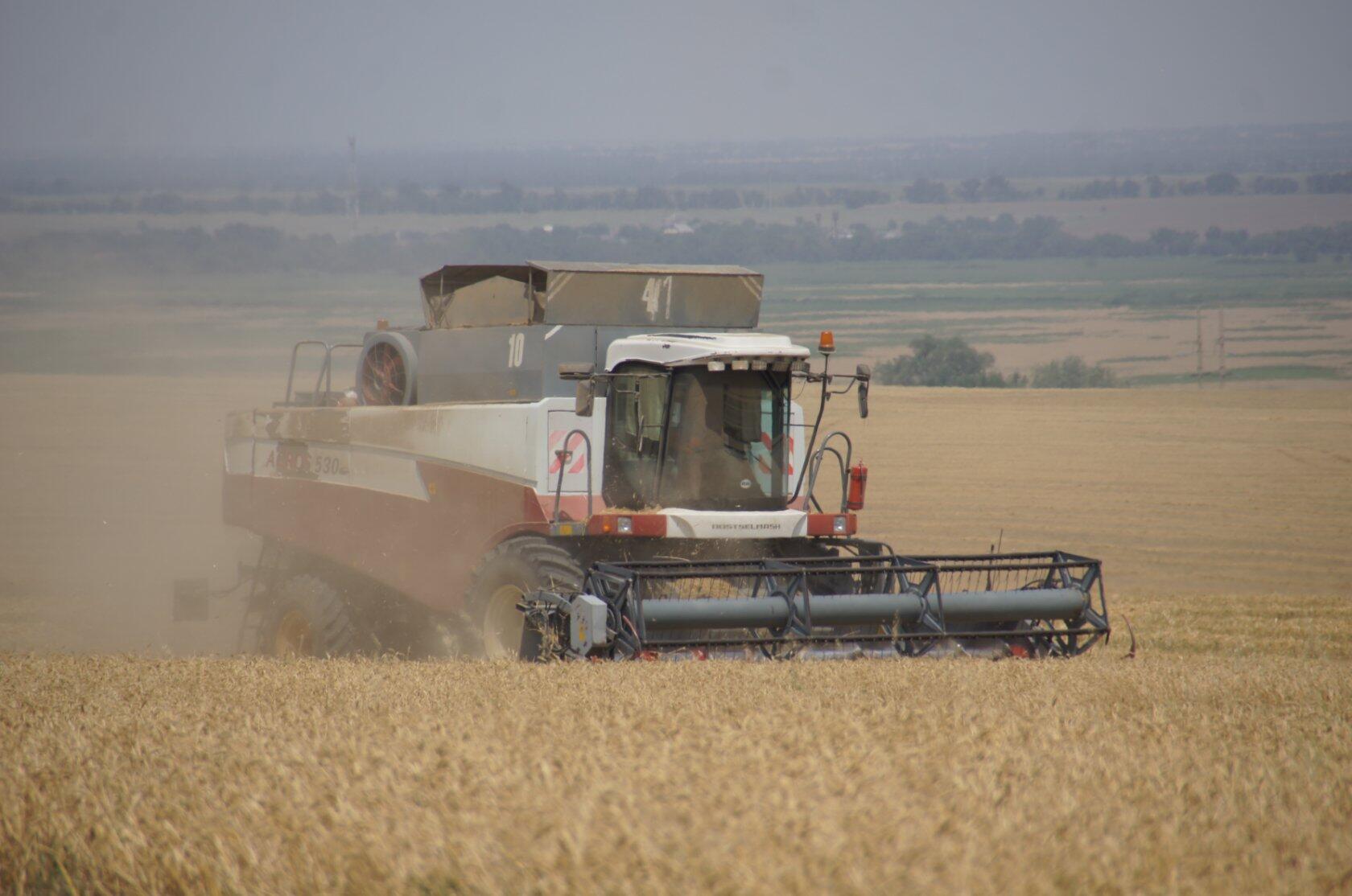 Ворох зерна. Ставропольский край пшеница. Ставрополье зерно. Ставрополье зерно. Зерно гтрк "ставрополье".