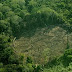 Οριστικό «τέλος» στην αποψίλωση δασών έως το 2030, υπόσχονται πάνω από 100 ηγέτες στην COP26