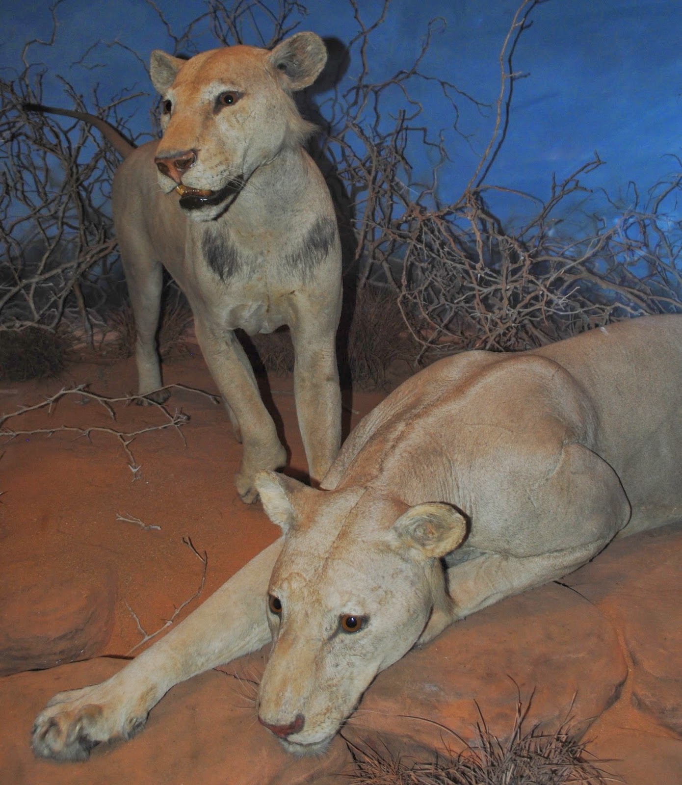 Львы людоеды в музее чикаго