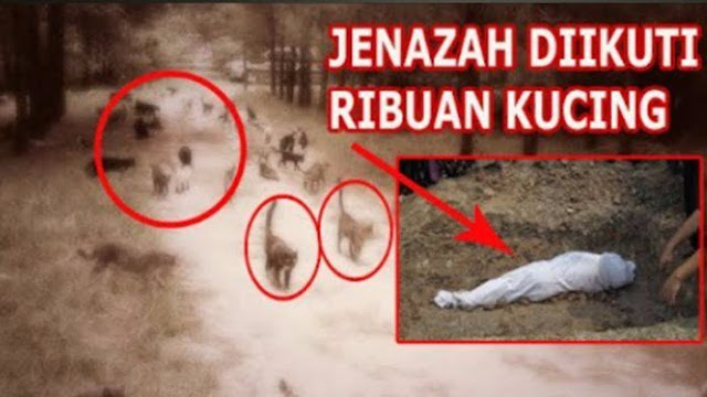 Kisah Nyata: Jenazah Ini Diikuti Ribuan Kucing, Ternyata Ini yang Dilakukan Almarhum Semasa Hidupnya