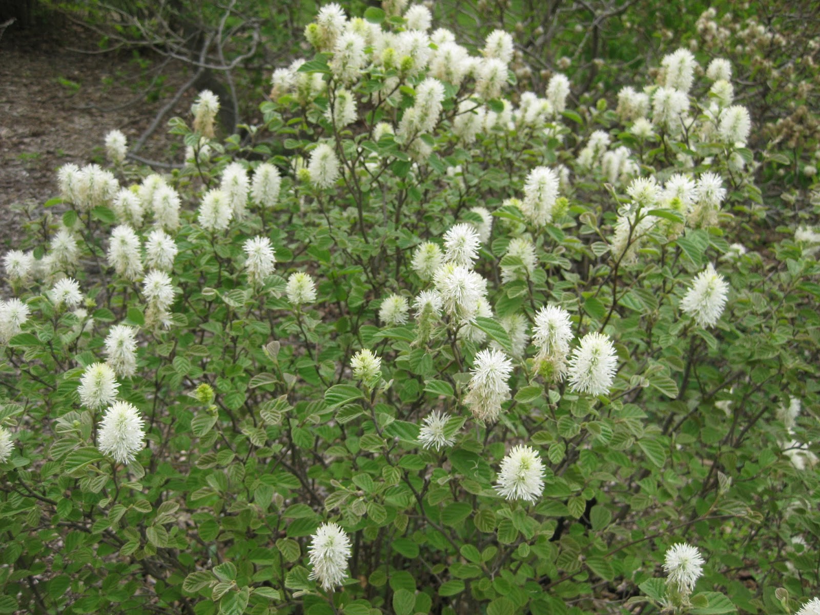 Witch Alders Fothergilla Rotary Botanical Gardens