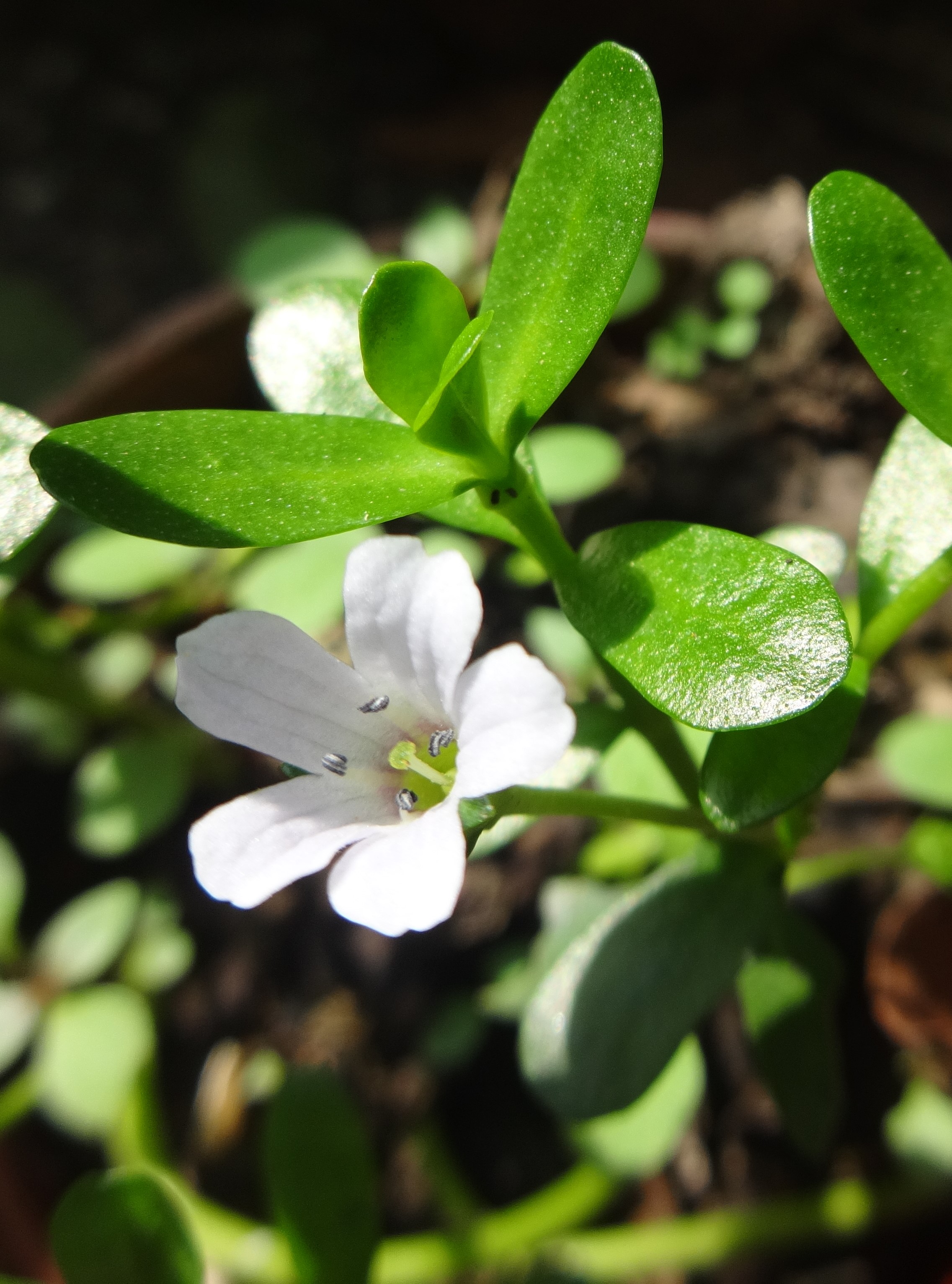 Details about   BRAHMI 30 Seeds MEDICINAL HERB GARDEN Bacopa monnieri GROUNDCOVER herbal remedy 
