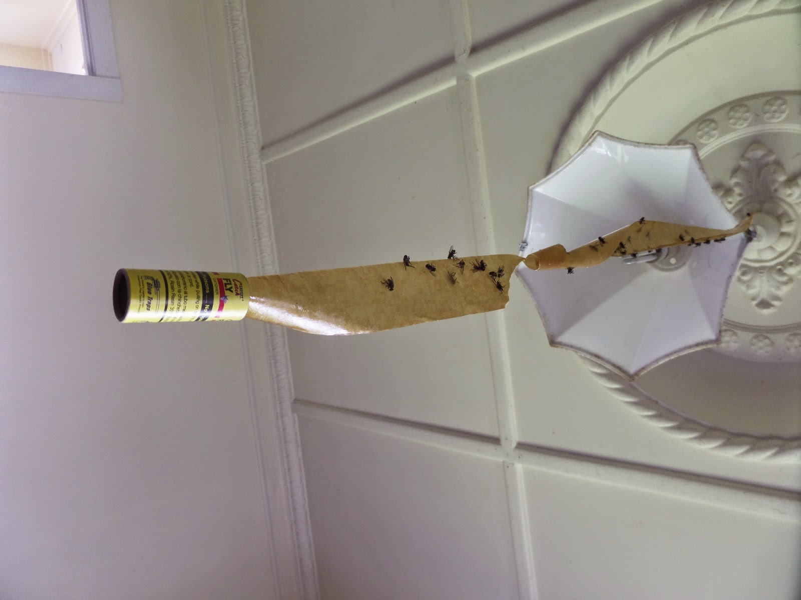 my thoughts and photos Flies and fly strips.