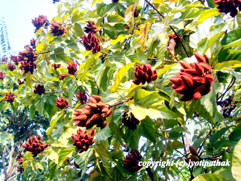 Taste of Nepal Sindur Tree of Nepal (सिन्दुर को रुख) Sindure