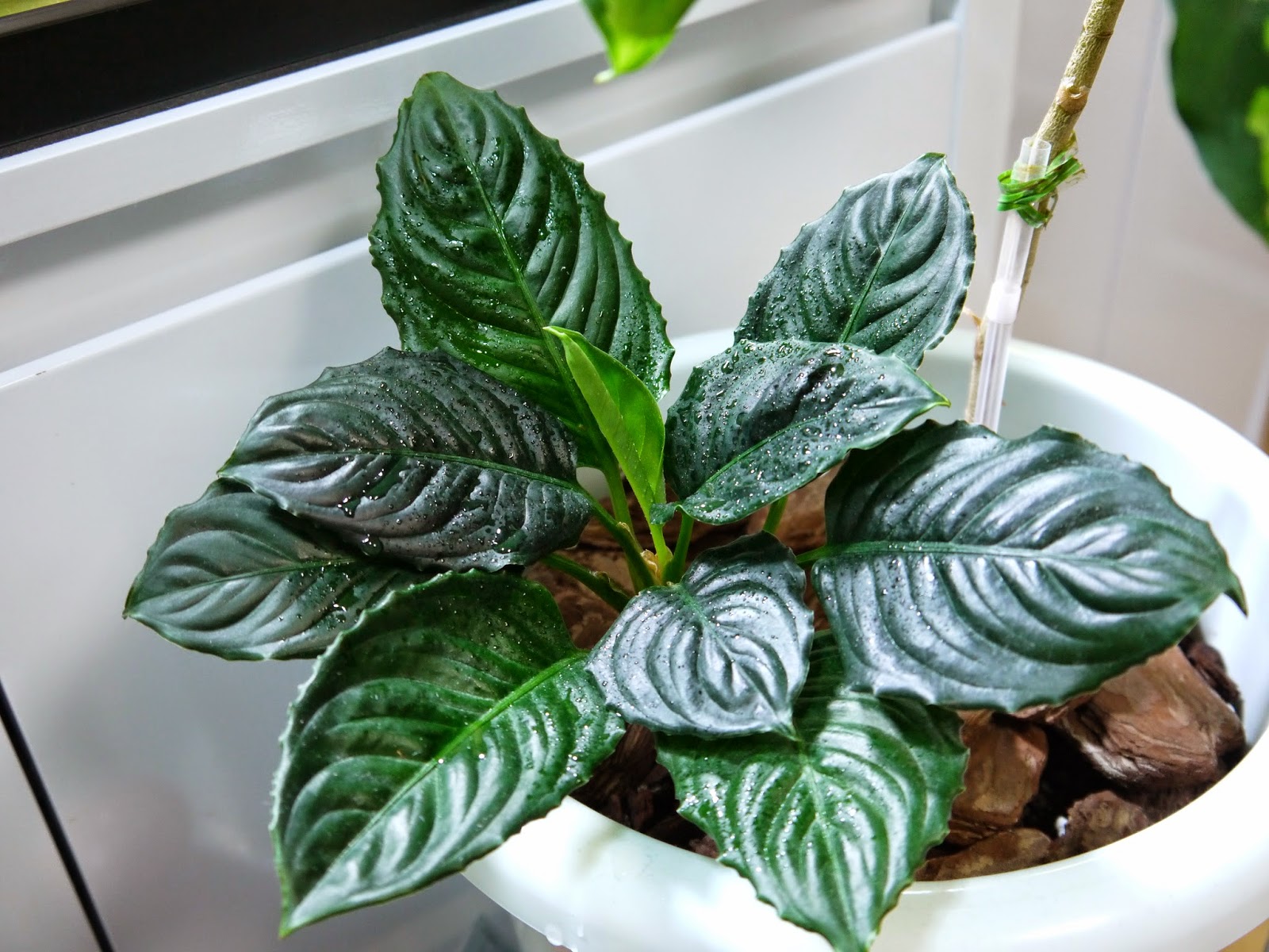 アグラオネマ メタリカ 希少株 | legaleagle.co.nz