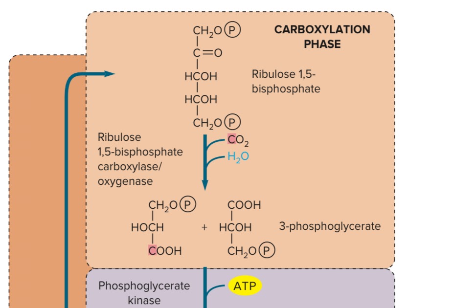 PHOTOSYNTHETIC CO2 FIXATION