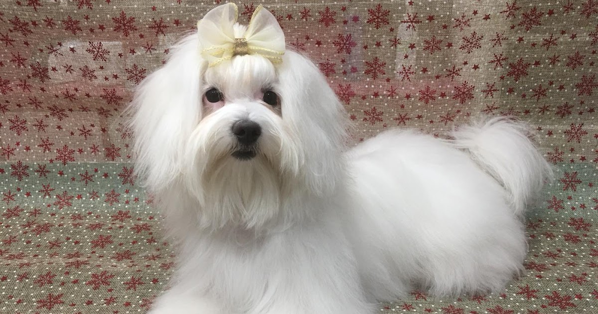 Long Hair Dog Grooming