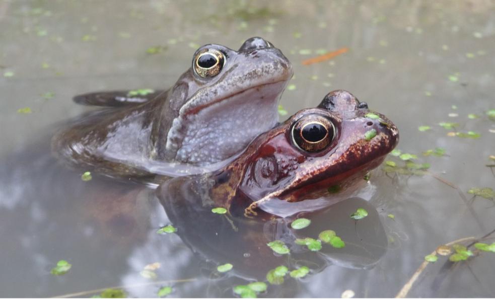Welsh Frog ARC - latest news: Conservation Help for Wales’s Real Dragons!