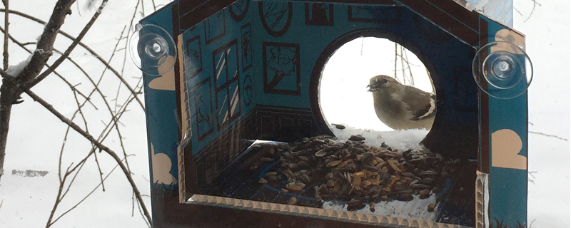 Casitas de muñecas para pájaros