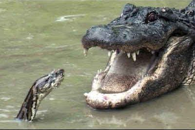 alligator attacks python