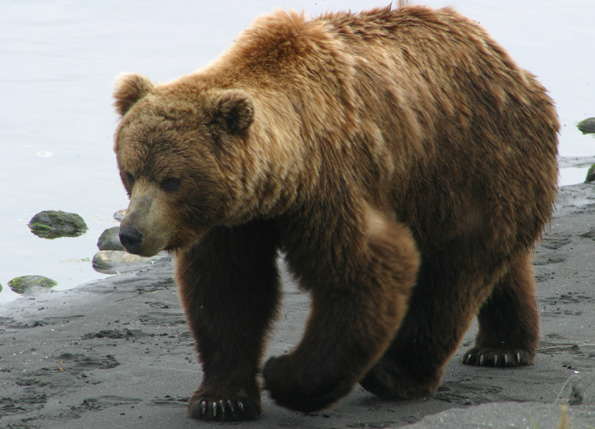 Brown Bear | Animal Wildlife