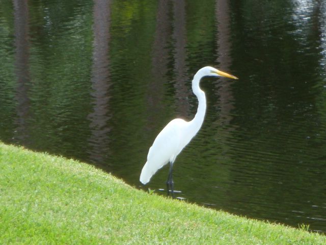 photo of egret standing by pond