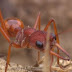 La fourmi la plus dangereuse du monde