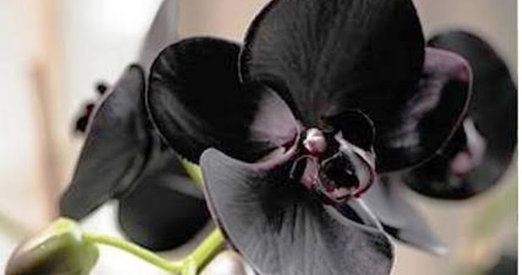 Hewan dan tumbuhan yang hampir punah | BERBAGI INFO : Tips Trik