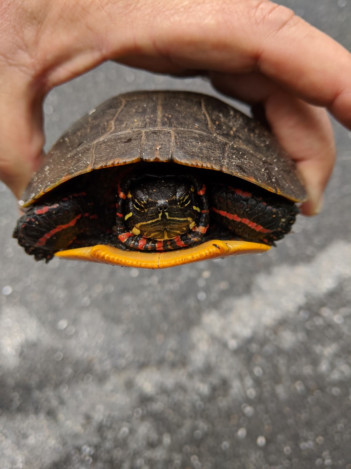Vernon VT Nature Finds Grumpy Painted Turtle