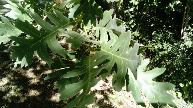 Quercus pyrenaica Willd. (melojo). Melojar (Sierra de Guadarrama).