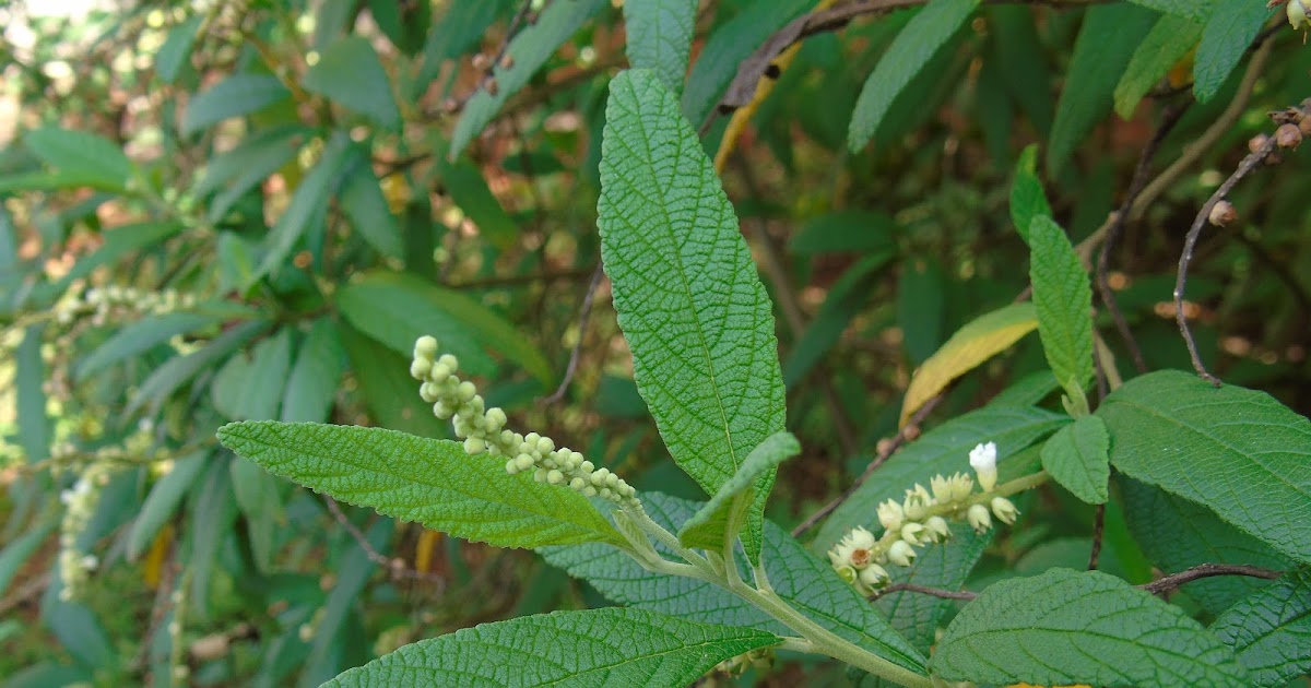 Ervabaleeira (Varronia curassavica Jacq.) A planta da vez
