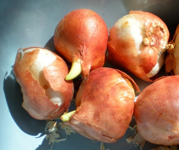 Nadezda's Garden and Home Storing and Forcing Bulbs