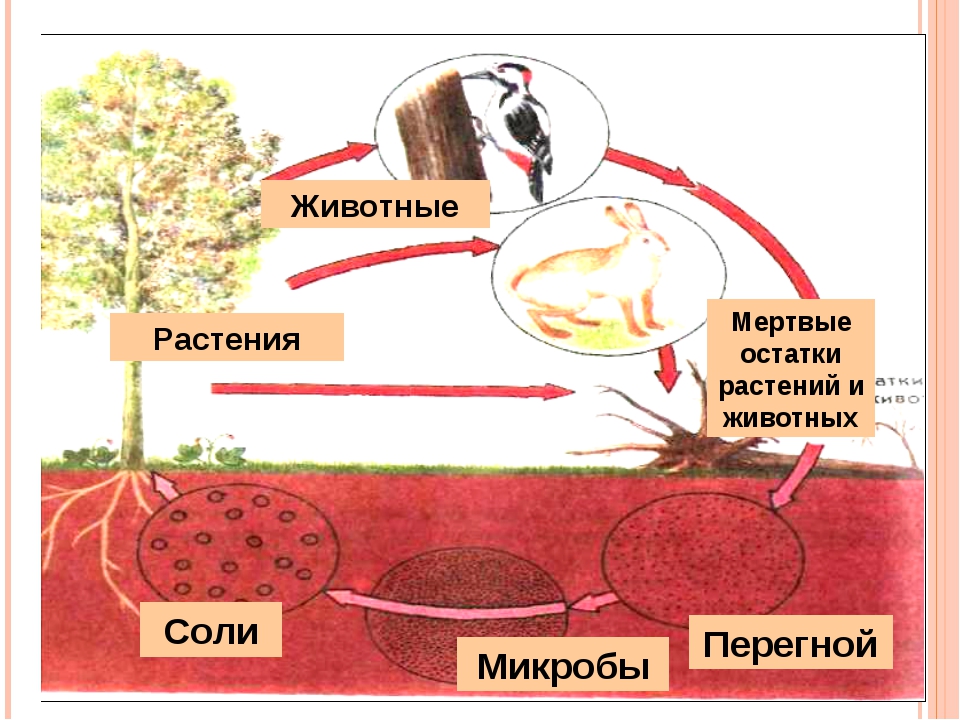 Роль бактерий в почве. Бактерии участвуют в круговороте веществ в природе. Роль микроорганизмов в круговороте веществ в природе схема. Участие бактерий в круговороте веществ в природе. Роль микроорганизмов в круговороте веществ в природе.