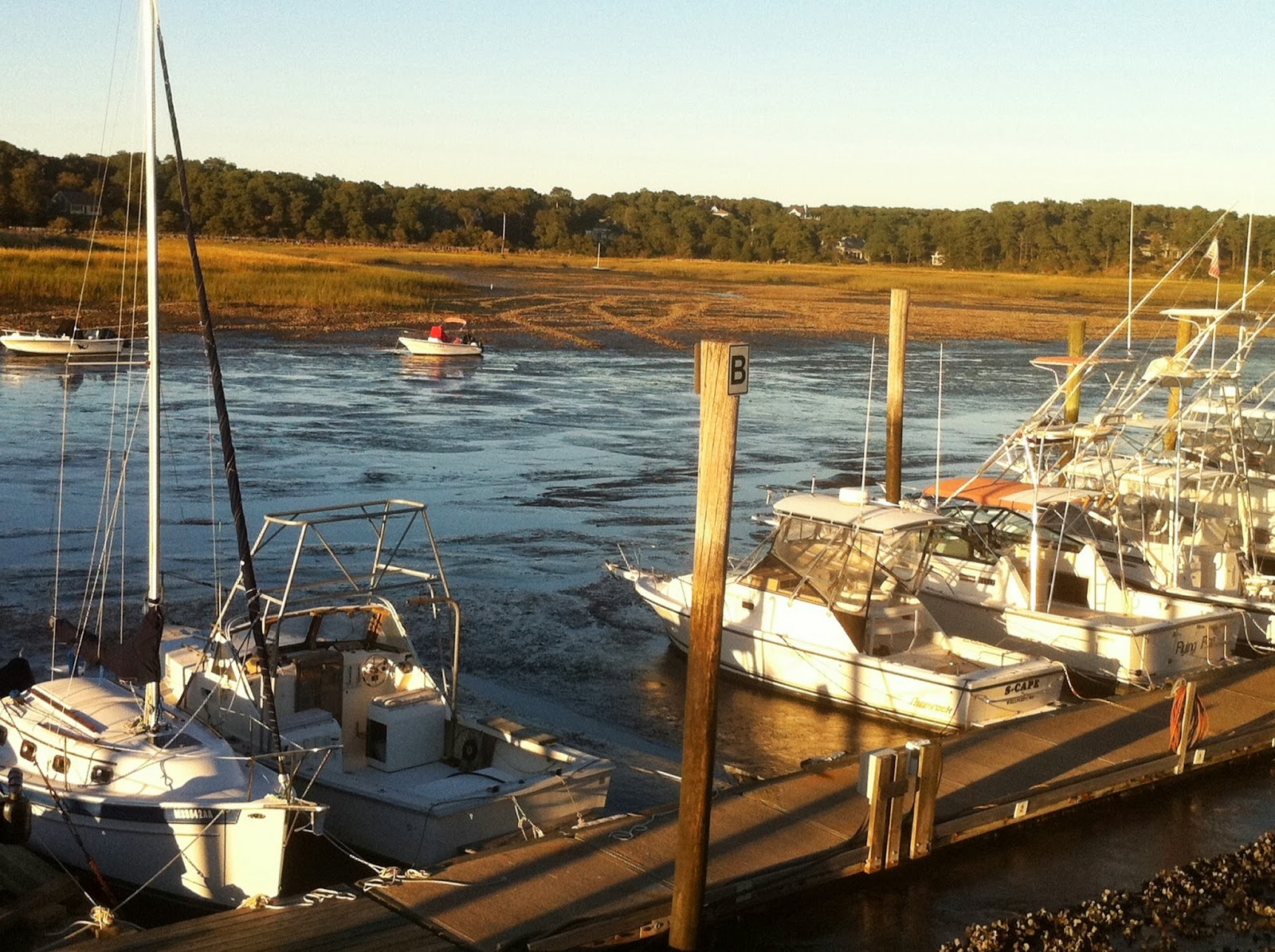 Harbor Watch Striped Anemone's Life in Wellfleet