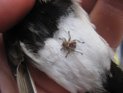 flat flies bird parasites fly cardiff ringers aspect possibly another