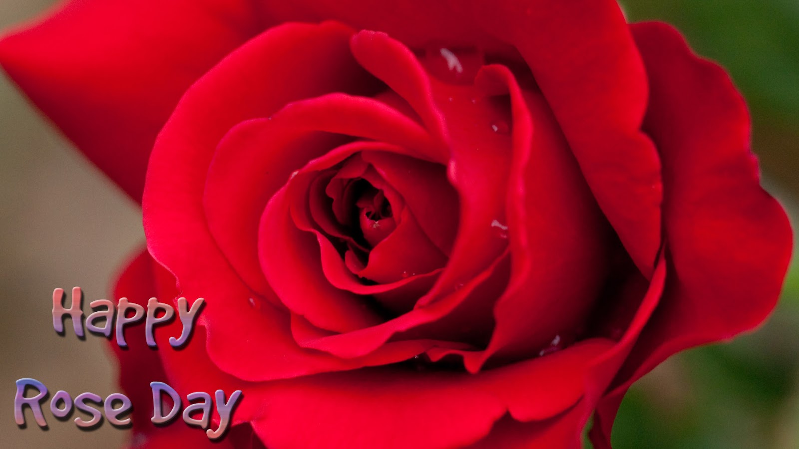 Rose Day Wallpaper for friends and Lover | Haryanvi makhol | Jokes ...
