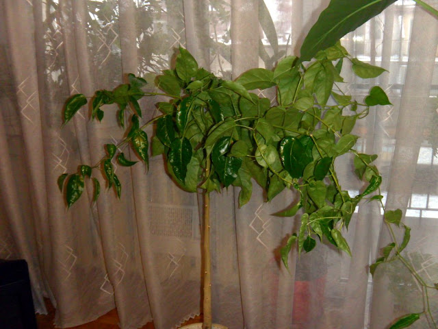Cyphomandra fragrans