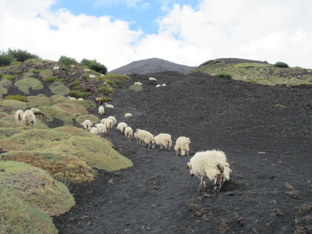 Volcanic Landscapes: Goats of Etna volcano, 07.09.2020