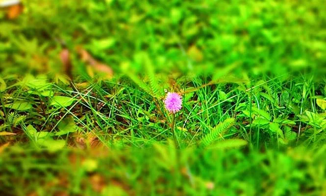 foto bunga miniatur