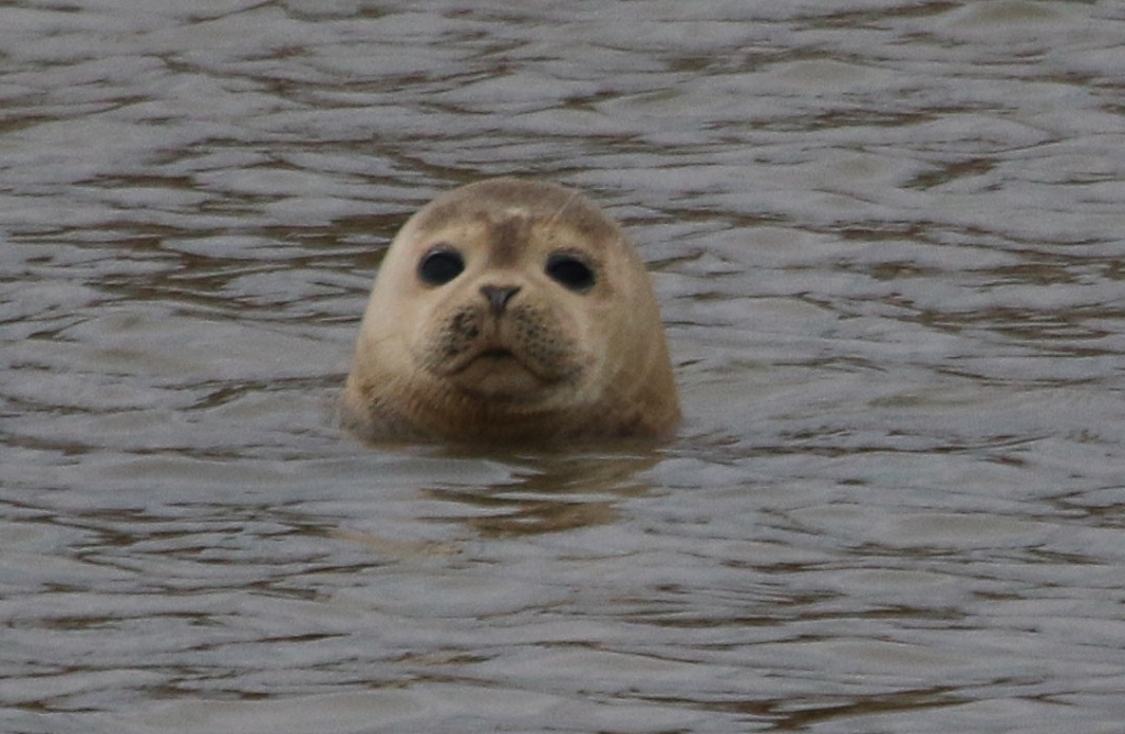 Sussex Marine Wildlife Jottings Common seal river Adur, Shoreham.