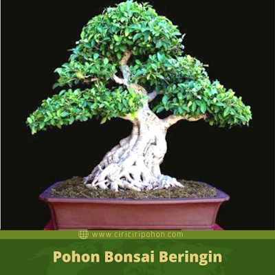 Ciri Ciri Pohon Bonsai Beringin