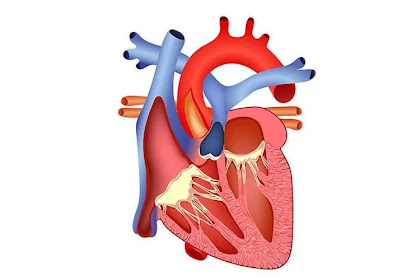 5 Tips Menjaga Kesehatan Jantung dan Pola Hidup Sehat