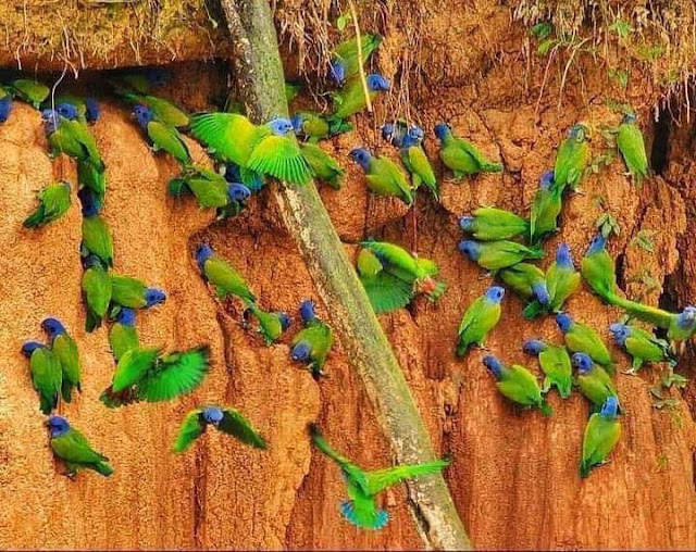විදේශීය පක්ෂීන් වෙසෙන දේශීය නවාතැන - හම්බන්තොට කුරුළු උයන 🦜🦃🦩 (Hambantota Bird Sanctuary) - Your Choice Way