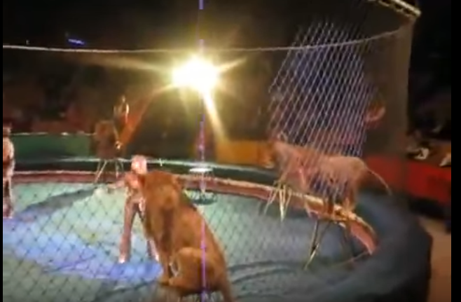 БРИТАНЦЫ - Life.ru