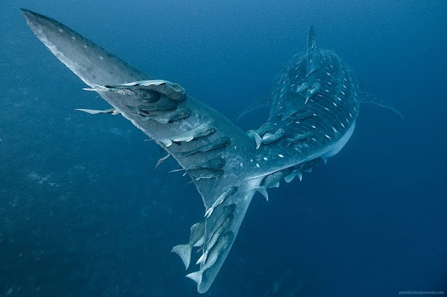 fotografías submarinas de tiburones y delfines
