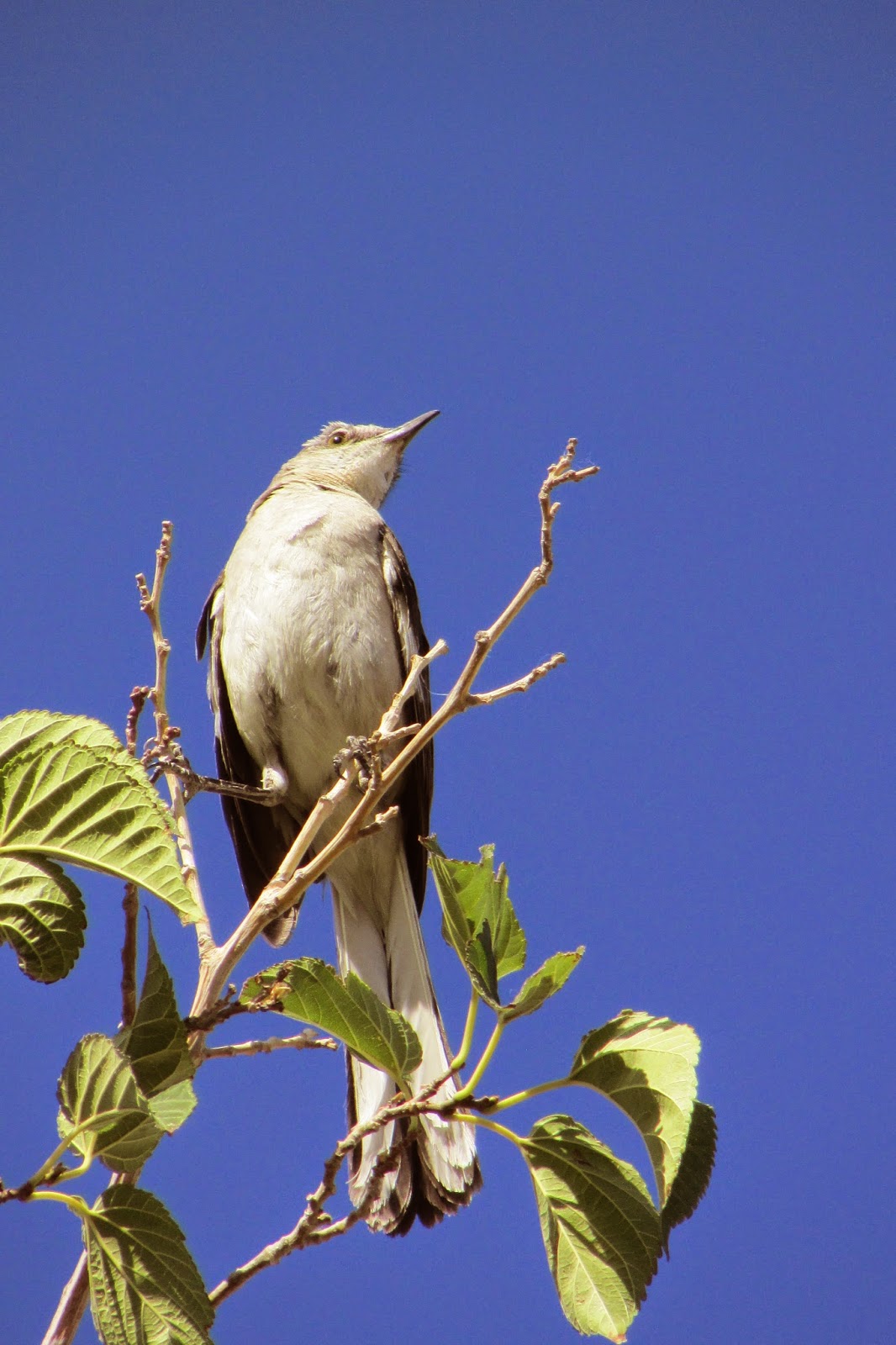 Toys and Stuff Las Vegas NV,4 June 2014 Mockingbird