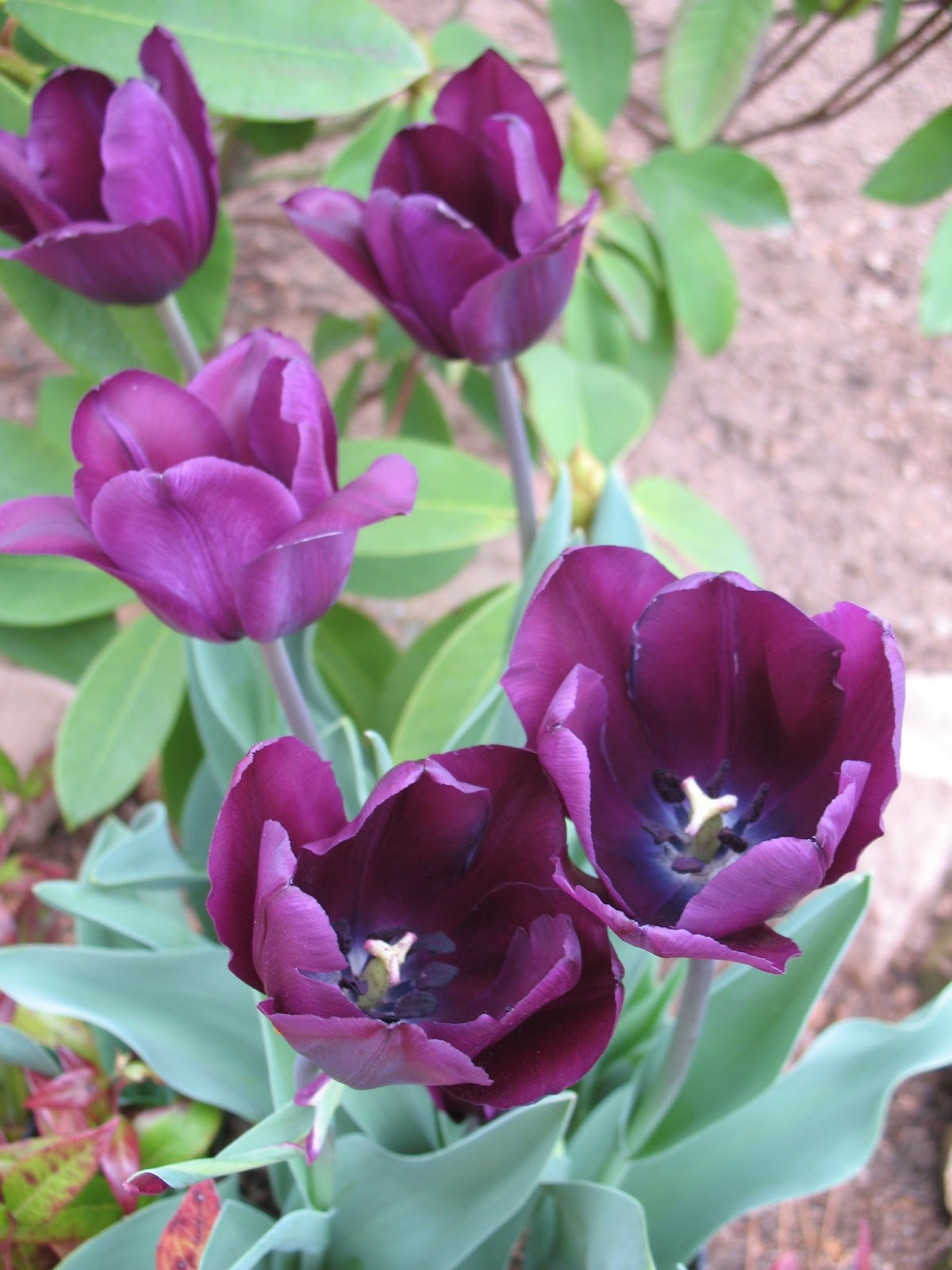 Roses du jardin Chêneland "La tulipe"