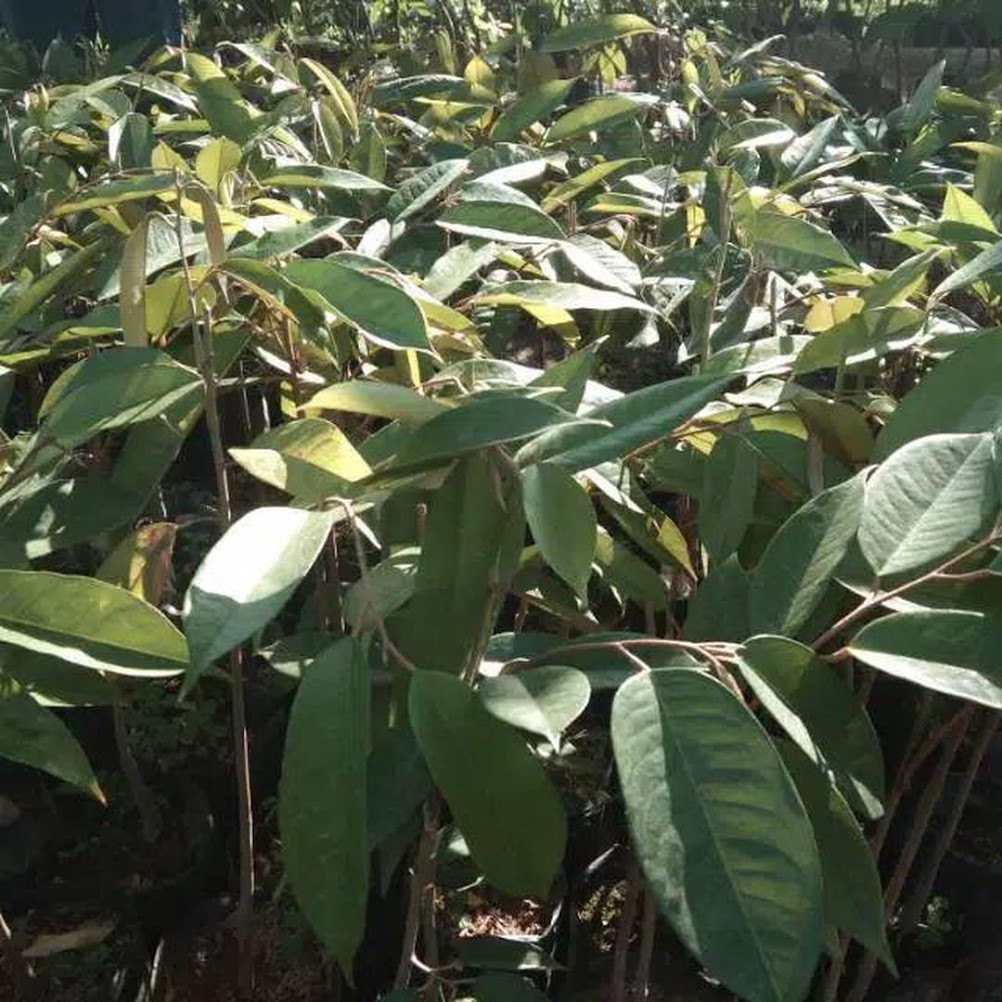 Bibit durian bawor Banjarmasin