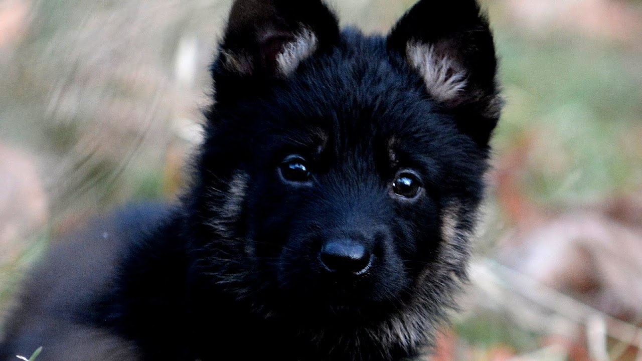 K9 German Shepherd Puppies For Sale German Choices