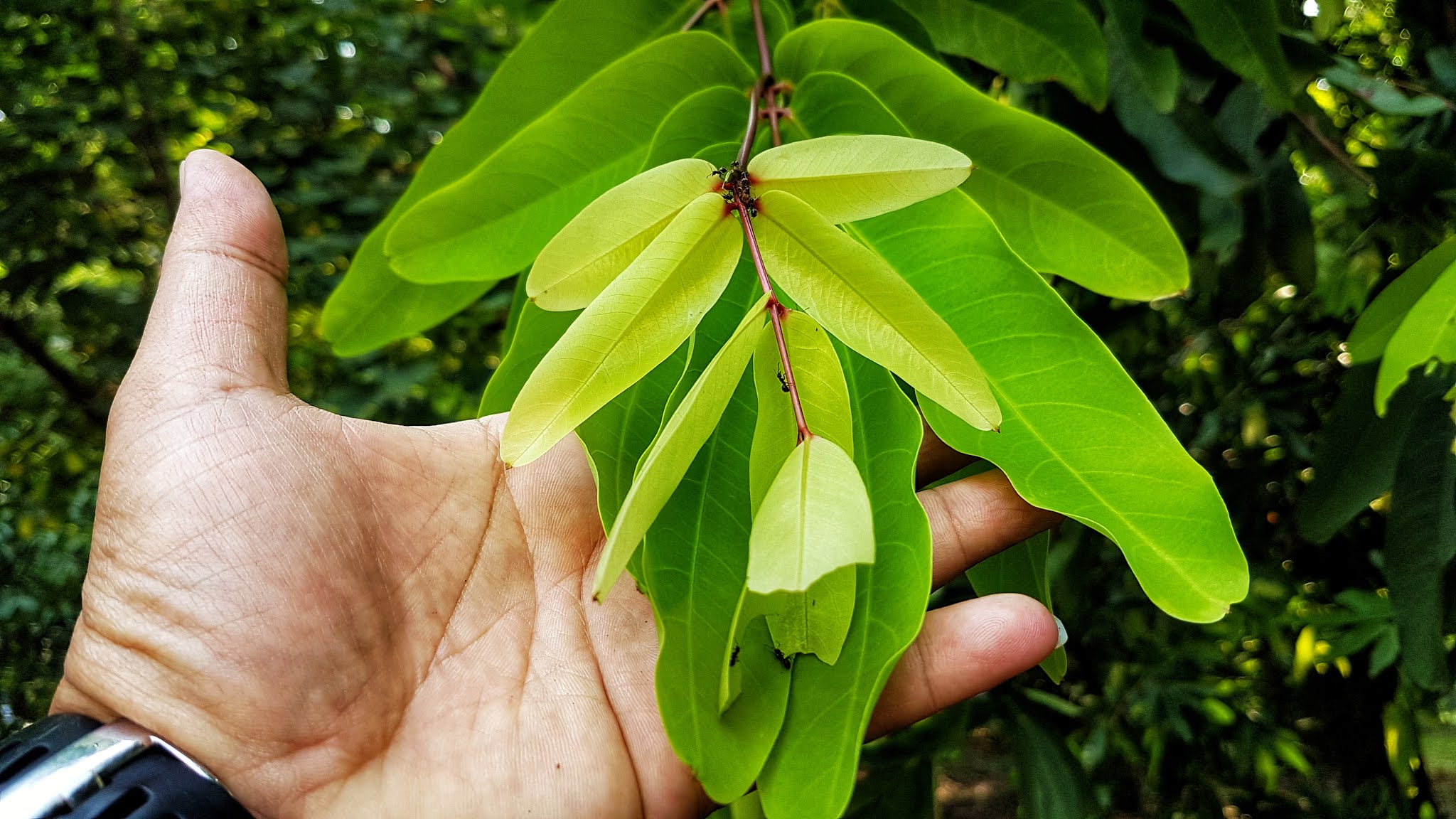 Daun Saraca indica