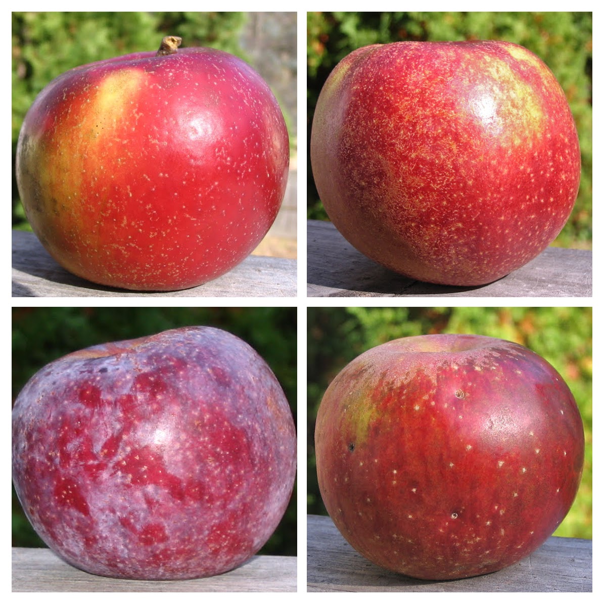 Early McIntosh (Early Mac) * - Adam's Apples
