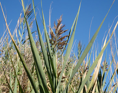 Carrizo (Phragmites australis)