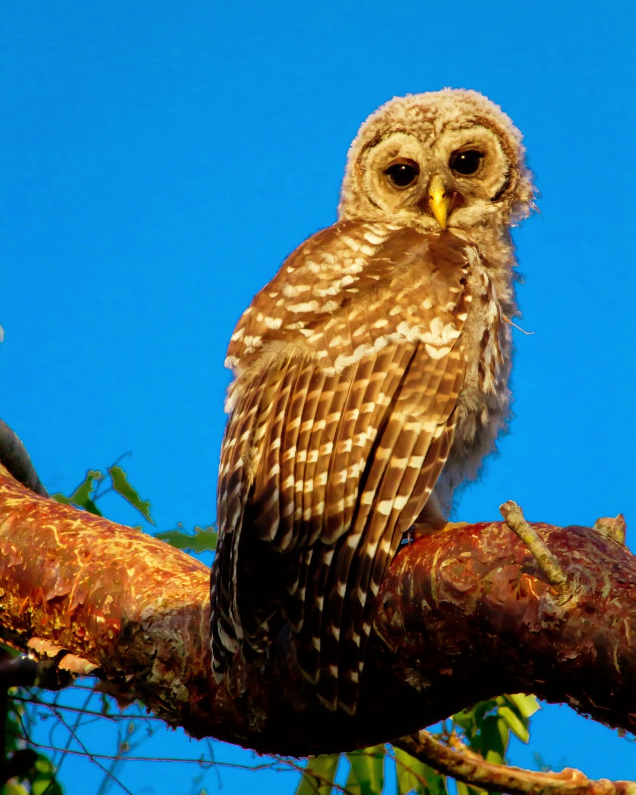 Adolescent Barred Owl
