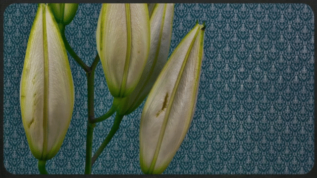 [Image: hoa-no-dep-ngan-ngo-4.gif]