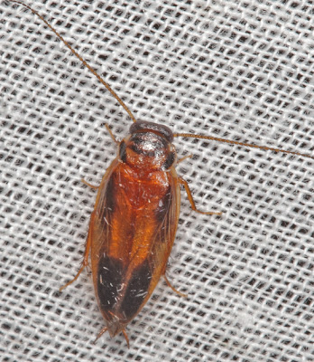 BunyipCo February 2012