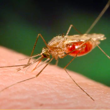  Nyamuk  Malaria  Serta Proses Penularan Penyakit Malaria  