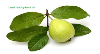  Guava Leaves -Home Remedy LTU